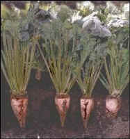 sugbeet1.jpg (14203 bytes)