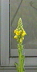 Verbascum (Mullein)