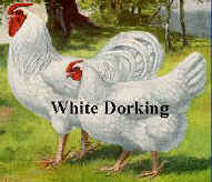 wdorking.jpg (16536 bytes)