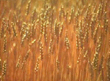 wheat01.gif (25323 bytes)
