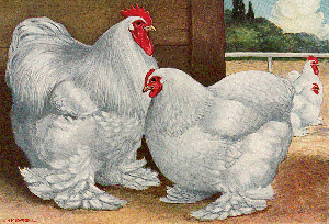conchin hens