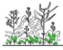 decorative plant drawing