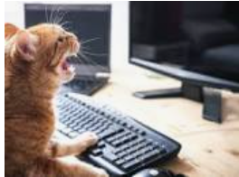 temporary photo - actual photo not available