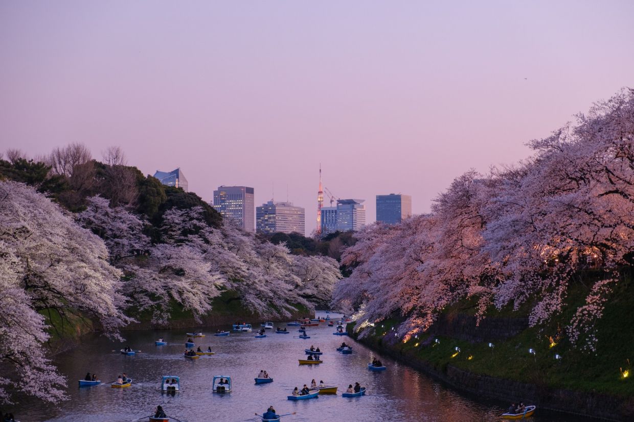 Boats on body of water surrounded by cherry blossom trees in Tokyo, Japan.