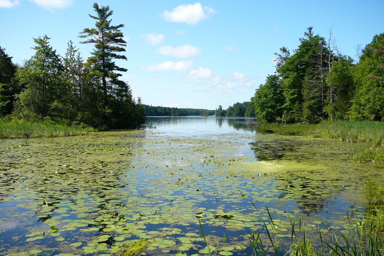 Pond at Queen's Biological Station with lots of trees, water, and lily pads