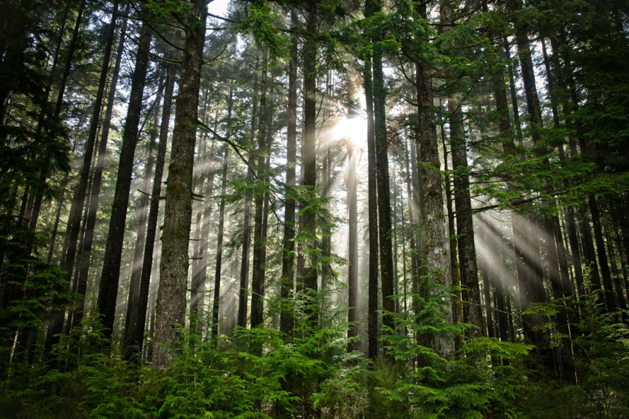 Rays of light shine through tree trunks in a forest