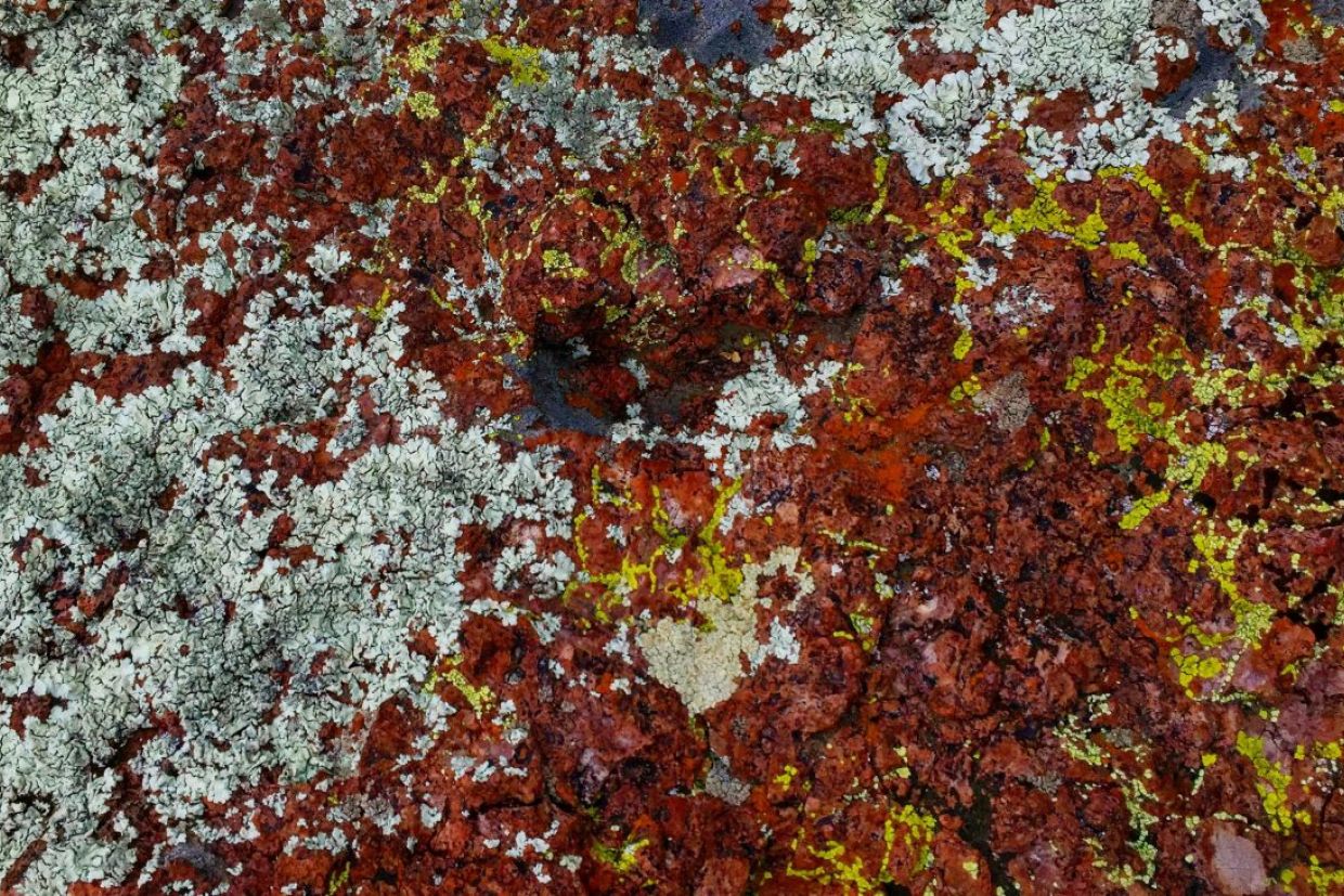 A research image of multiple lichen species