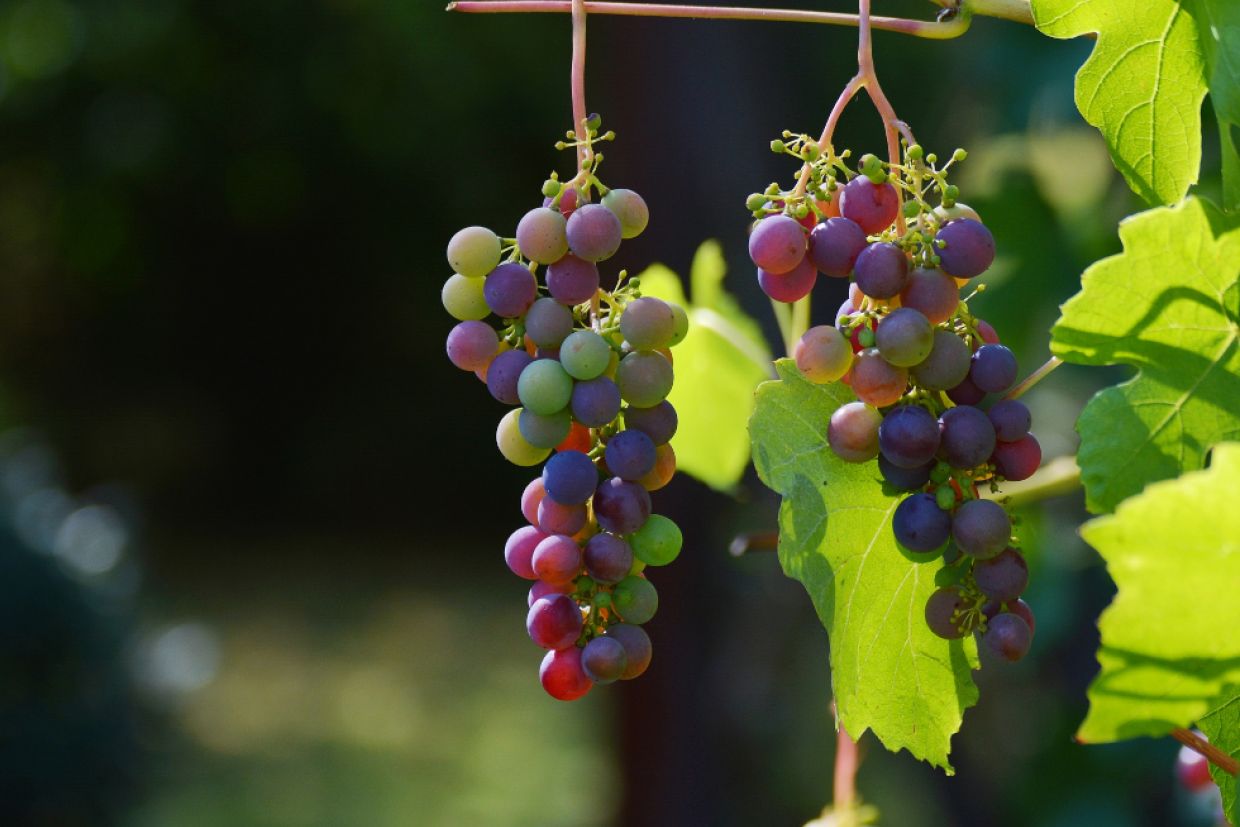 Grapes hanging from a vine