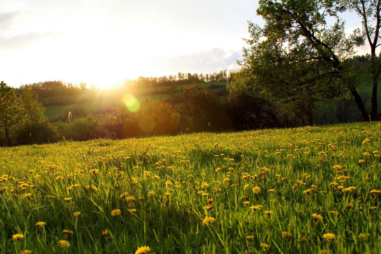 field of yellow flowers