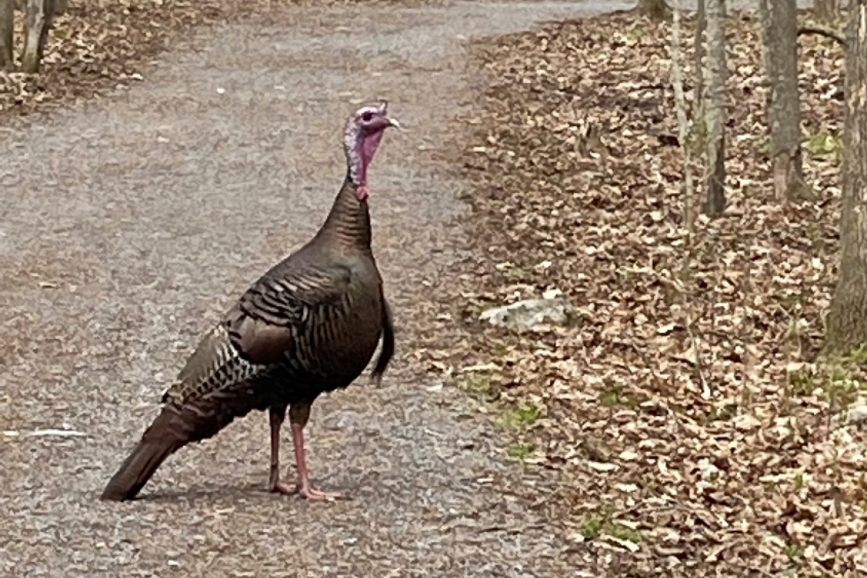 A turkey stands on a trail at Lemoine Point 