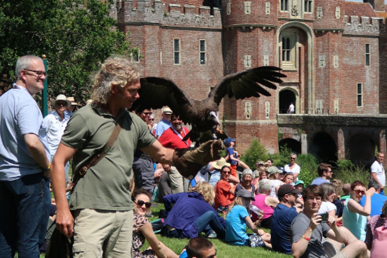 Falconry demonstration