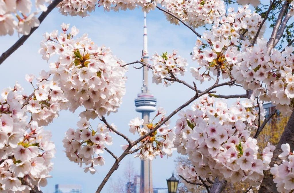 Cherry Blossom Tree in Toronto