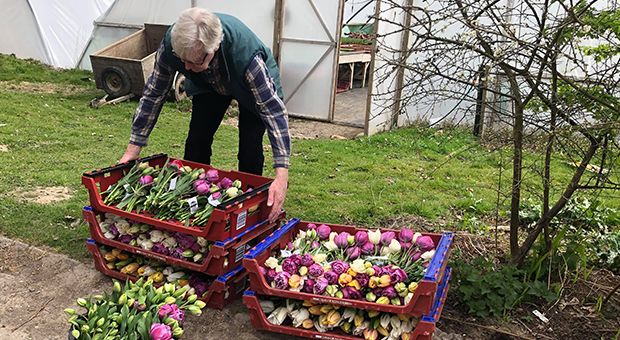 Person collects flowers.