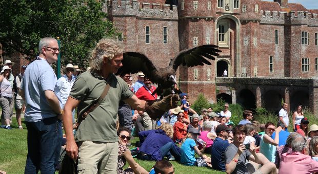 Falconry demonstration