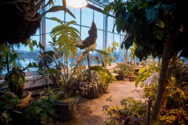 Classroom full of plants and trees with a glass window in the background