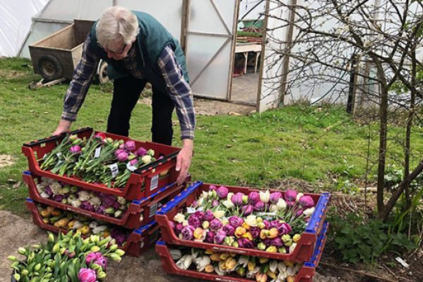 Person collects flowers.