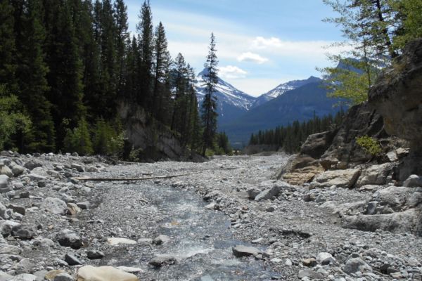 Rocks leading into a forest.
