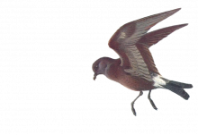 Illustration of a bird flying