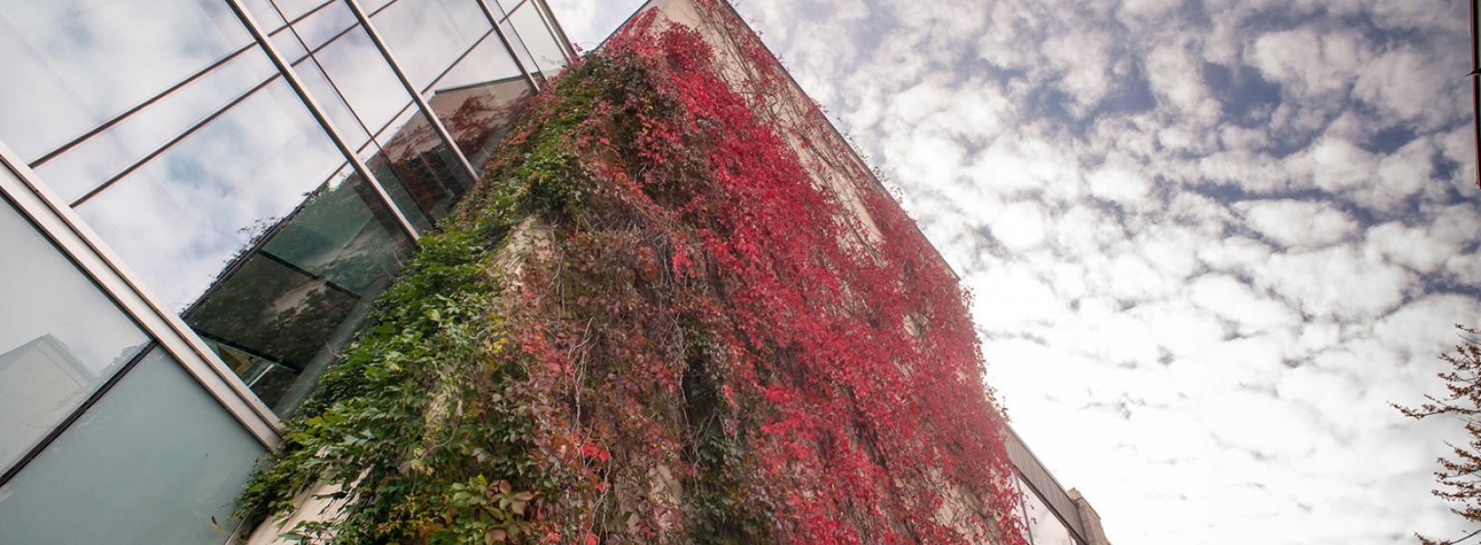 exterior shot of Mitchell Hall looking up towards the sky.