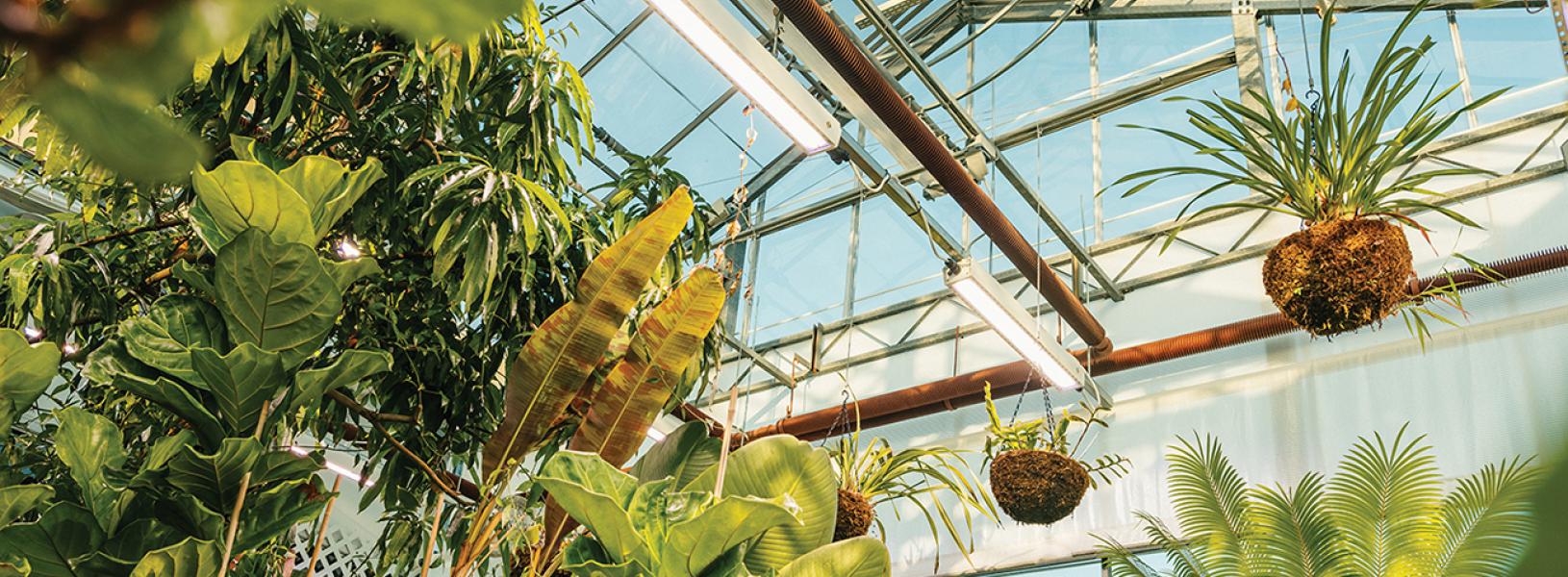 Plants hang inside the Biosciences Complex
