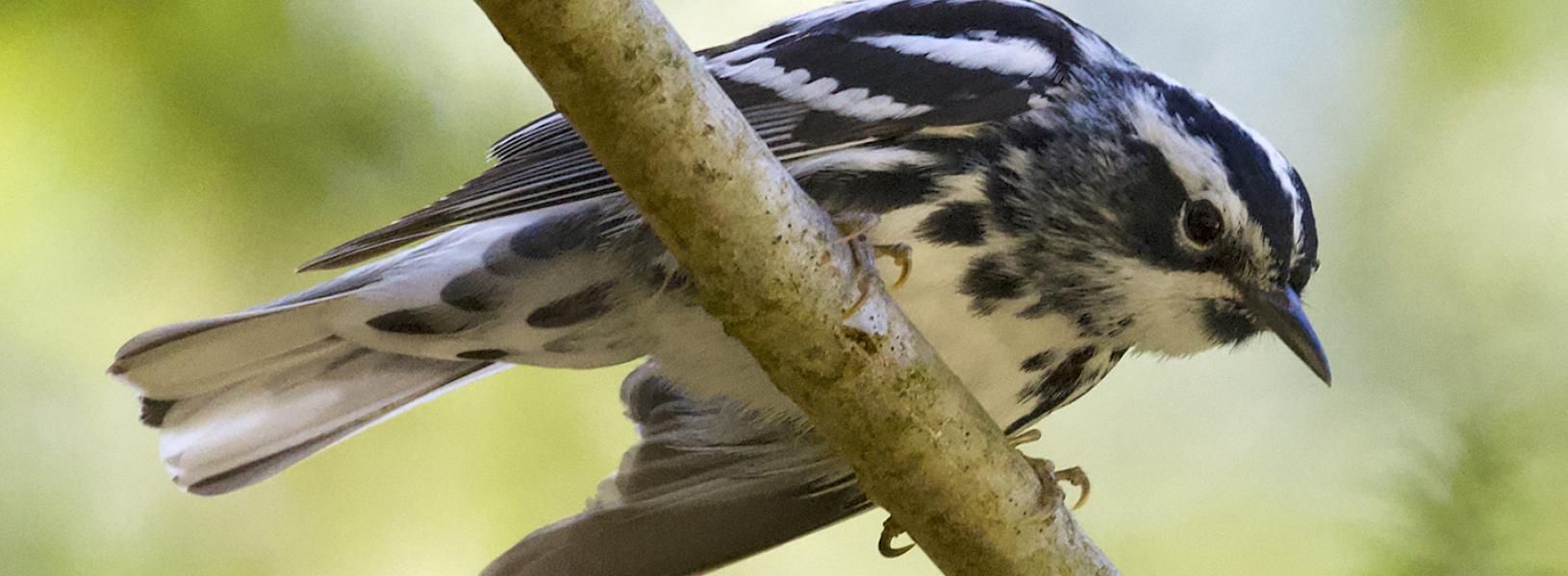 Black and white warbler bird looking down from a branch