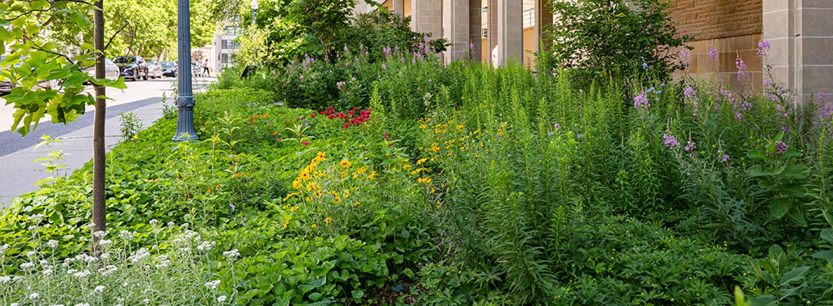 Native Pollinator Garden filled with flowering plants beside the Biosciences Complex.