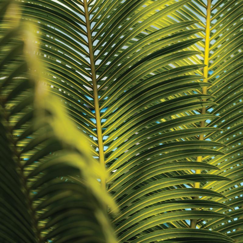 A fern frond against a blue background