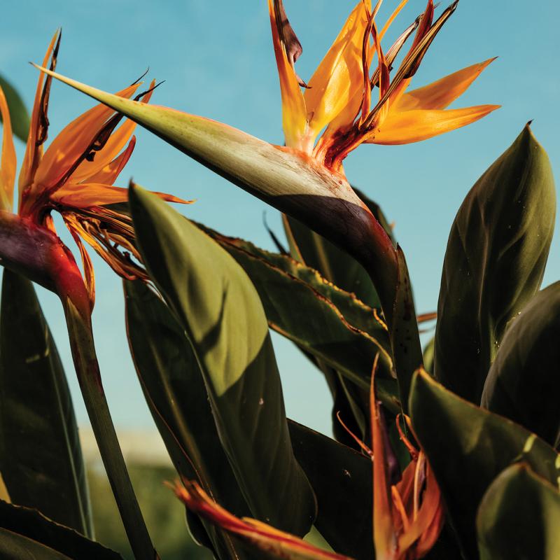 Bird of paradise plant against a blue background