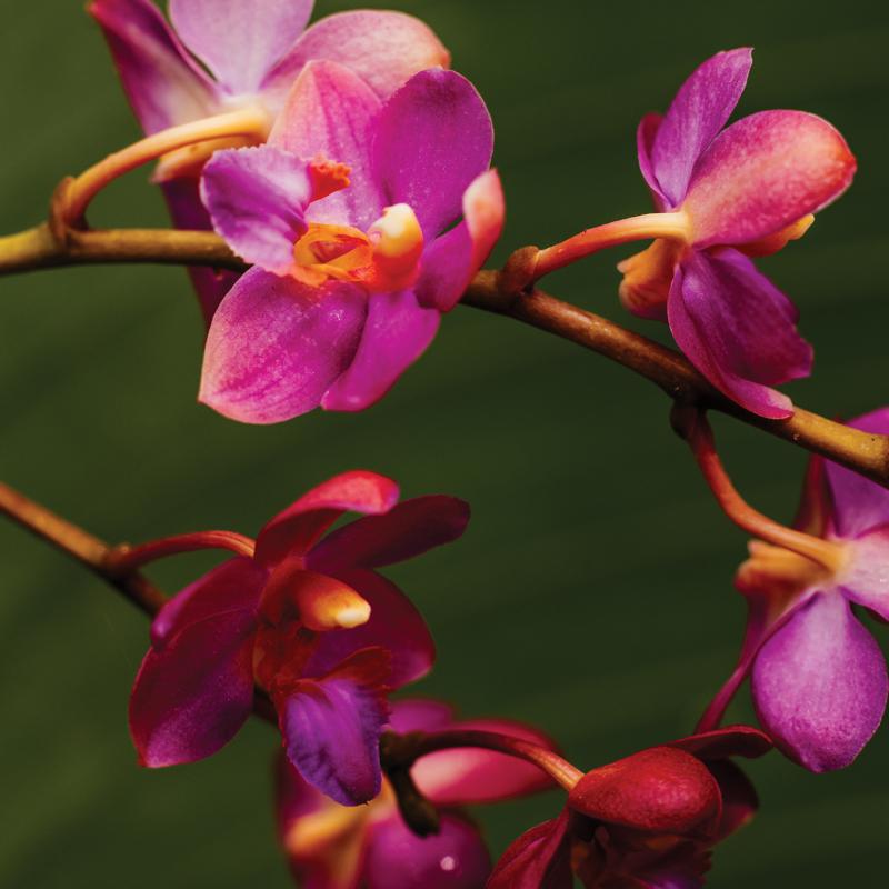 Orchids against a green background