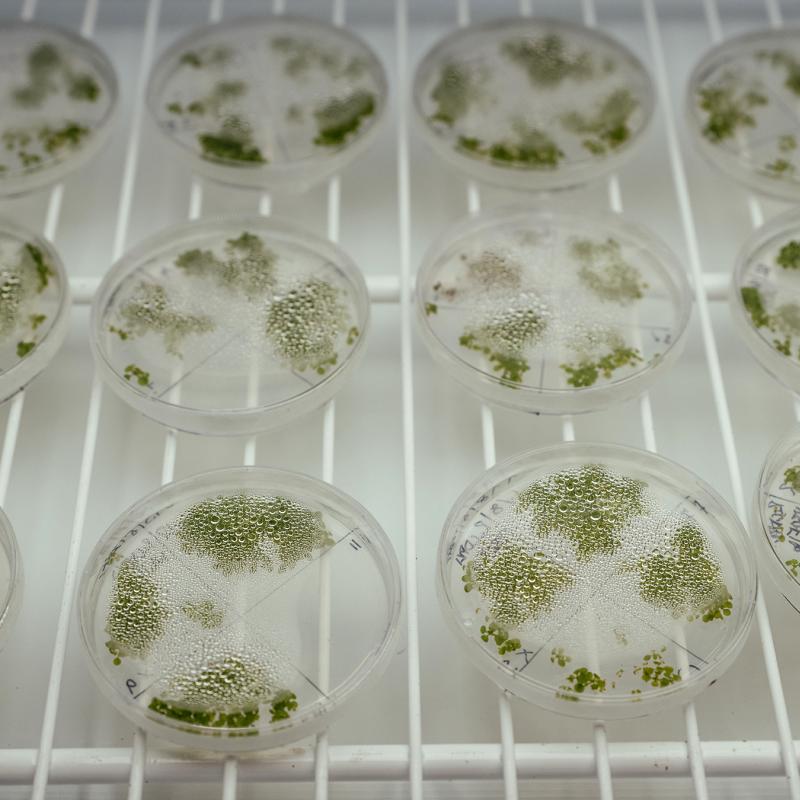 Series of petri dishes with plants in them