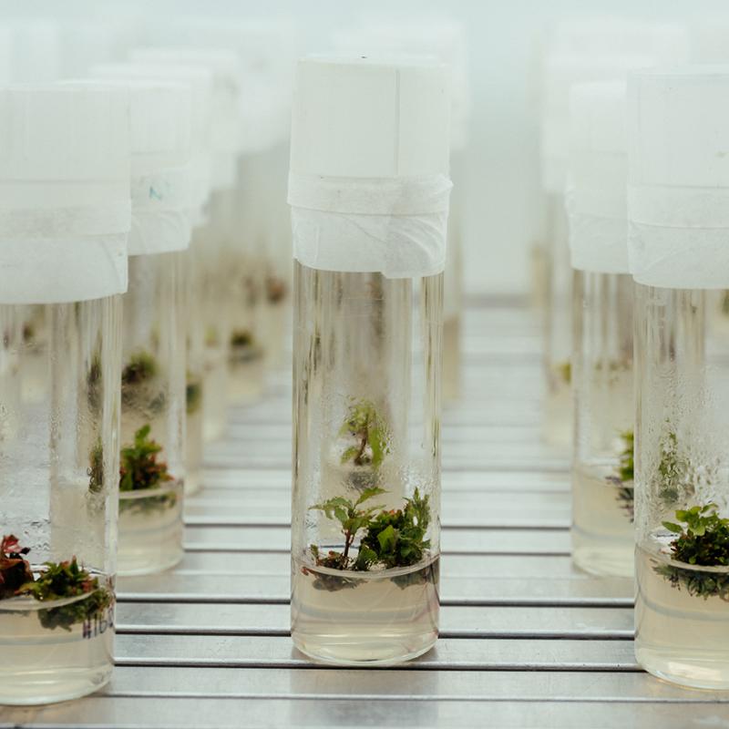 Test tubes with plant specimens inside