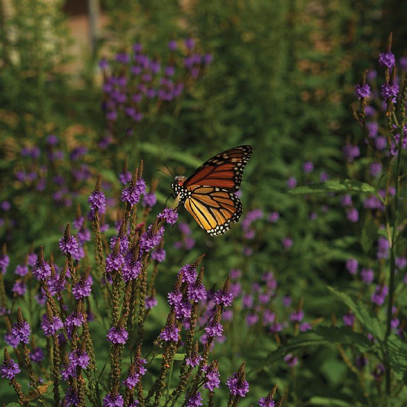 Monarch butterfly resting on purple flowers