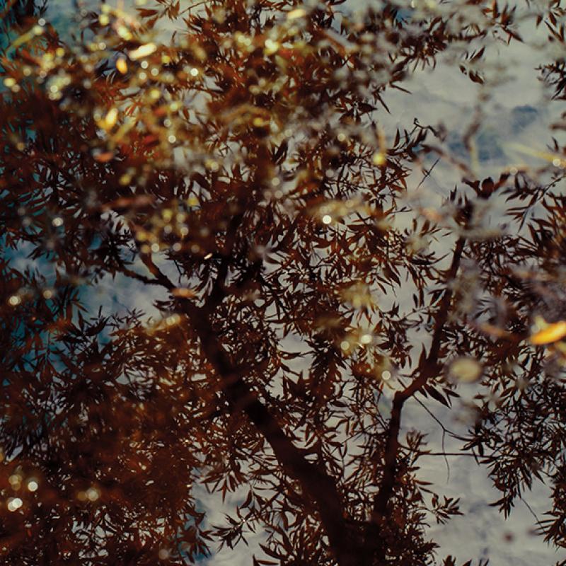 Tree reflecting in water