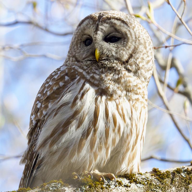 Brown and white owl sitting on a tree branch