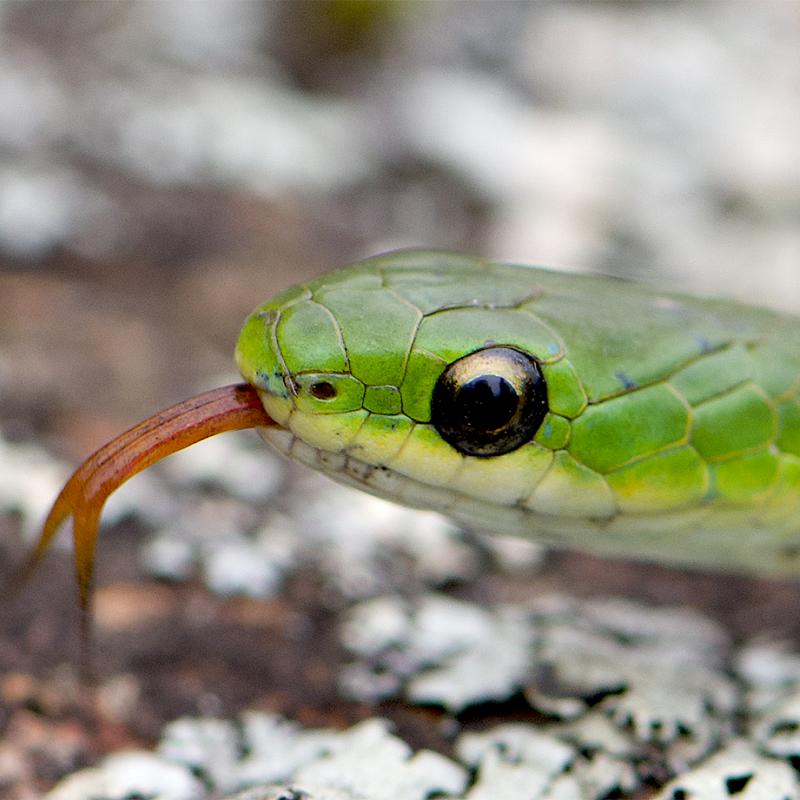 Head of a green snake with its tongue out.