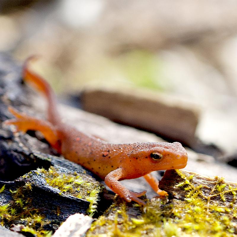 A small red eft lying on a rock