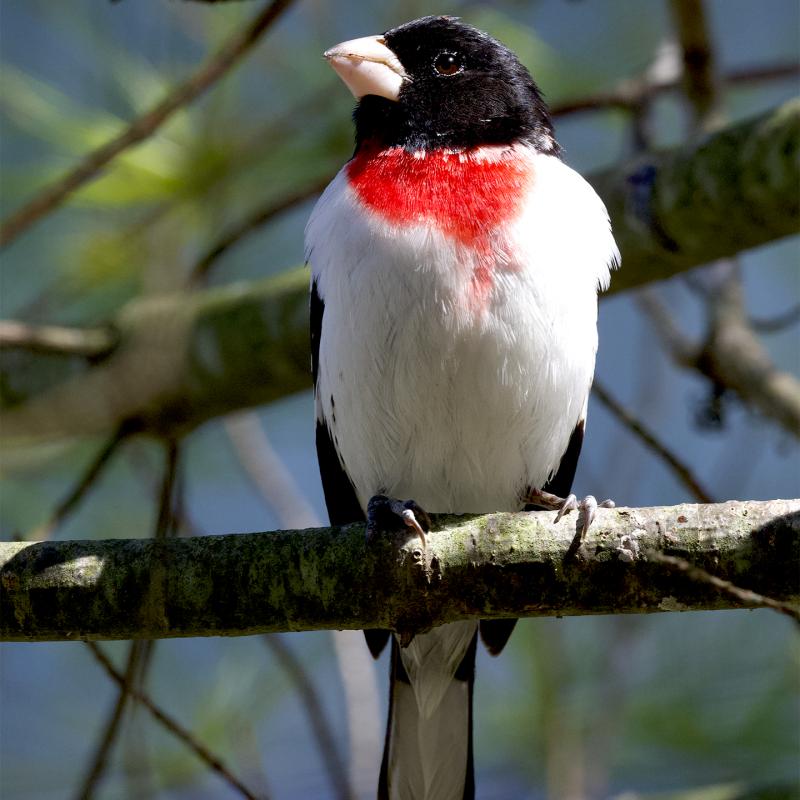 Bird with a black head, white body and partial red chest