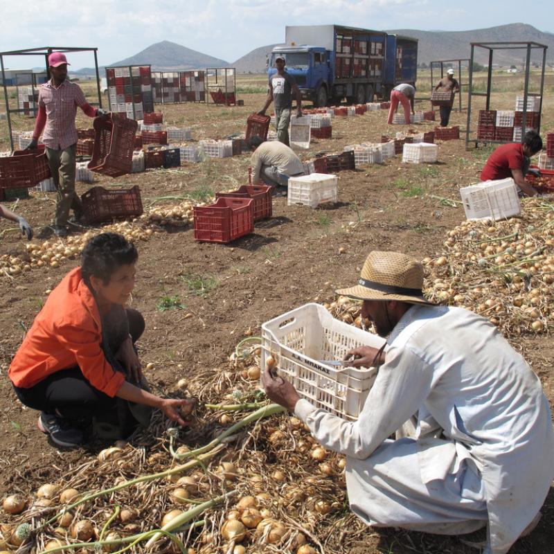 Reena Kukreja squats in an onion field as she speaks with a worker 