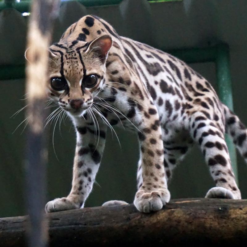 An ocelot stands on a branch in a cage and looks at the camera