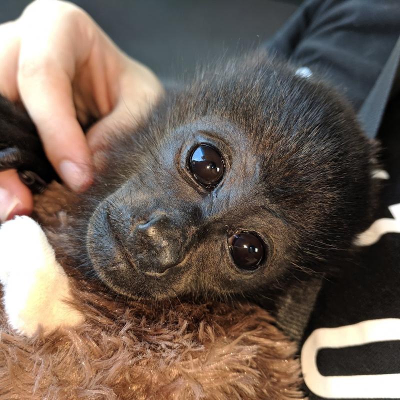 A person holds the tiny hand of a baby monkey