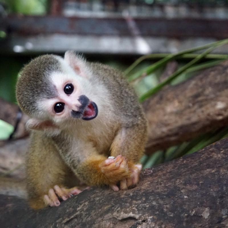 A baby monkey making faces at the camera