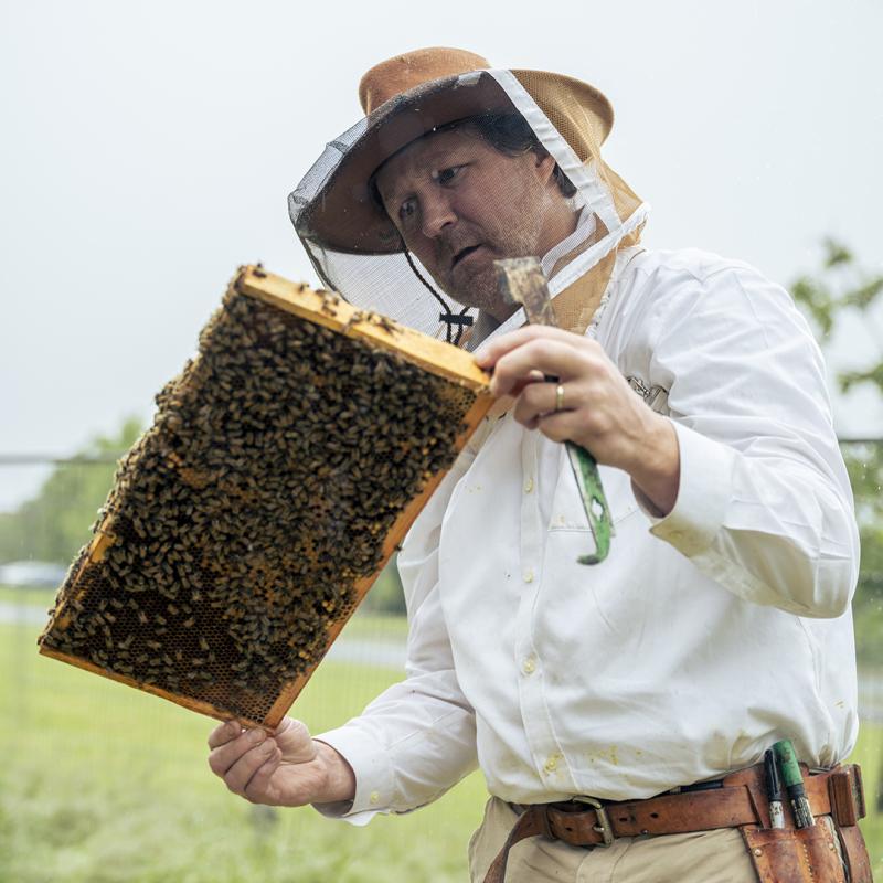 ChatGPT said: A beekeeper in protective gear closely examines a hive frame covered in bees. He holds tools and wears a utility belt, standing in a grassy outdoor setting.