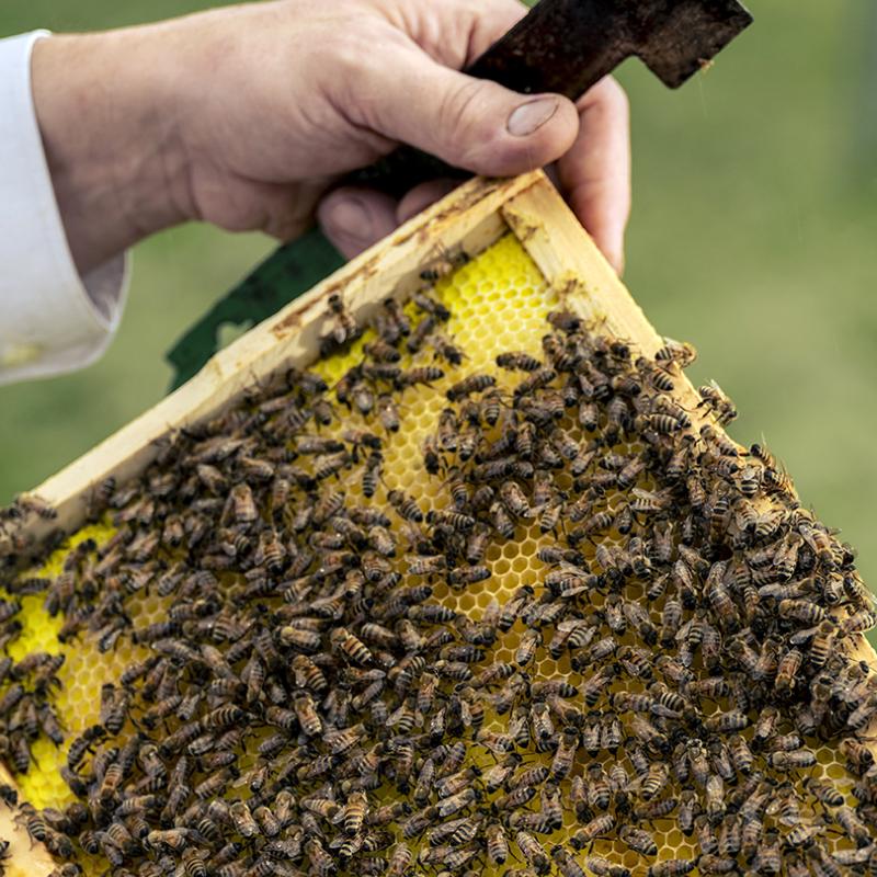 A close-up of a beekeeper’s hand holding a wooden hive frame covered in honeybees, with honeycomb cells clearly visible against a blurred green background.