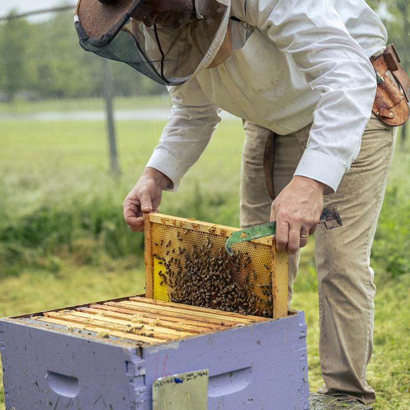 A beekeeper in a veil and hat lifts a busy hive frame from a purple beehive box, inspecting the bees during a gentle rainfall in a grassy area.