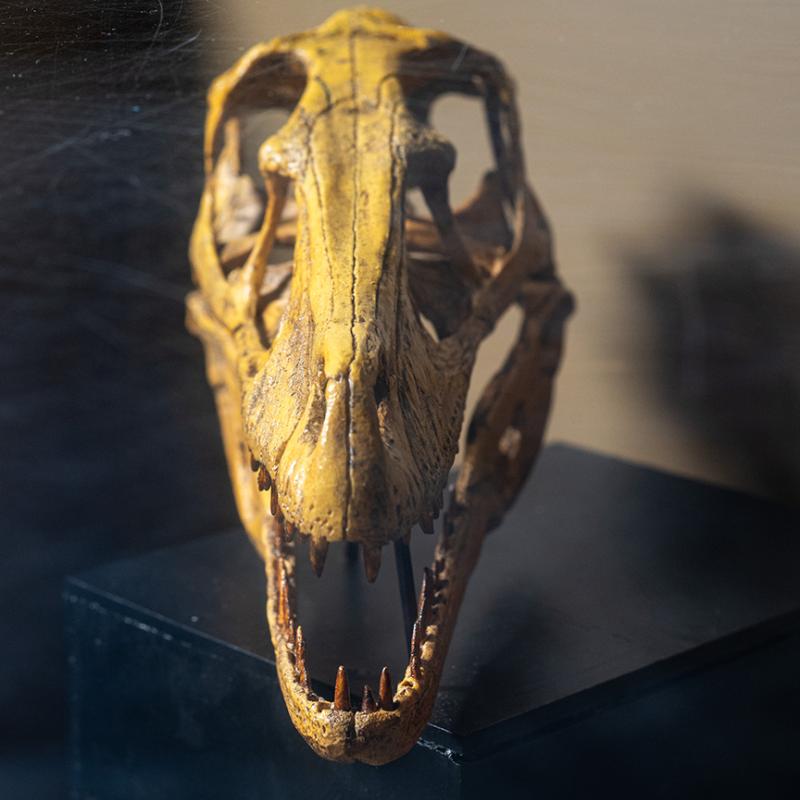 Close-up of a fossilized animal skull displayed inside a museum case.