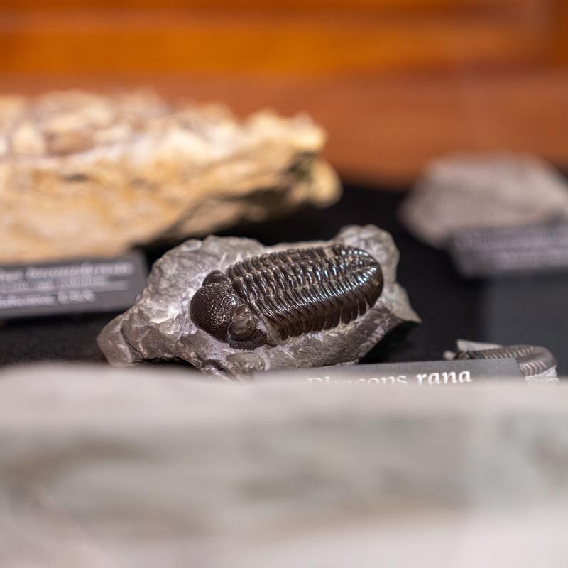 Close-up of a trilobite fossil specimen displayed in a museum exhibit.