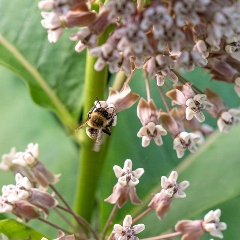 Bumblebee feeding on pale pink milkweed flowers in the pollinator garden.