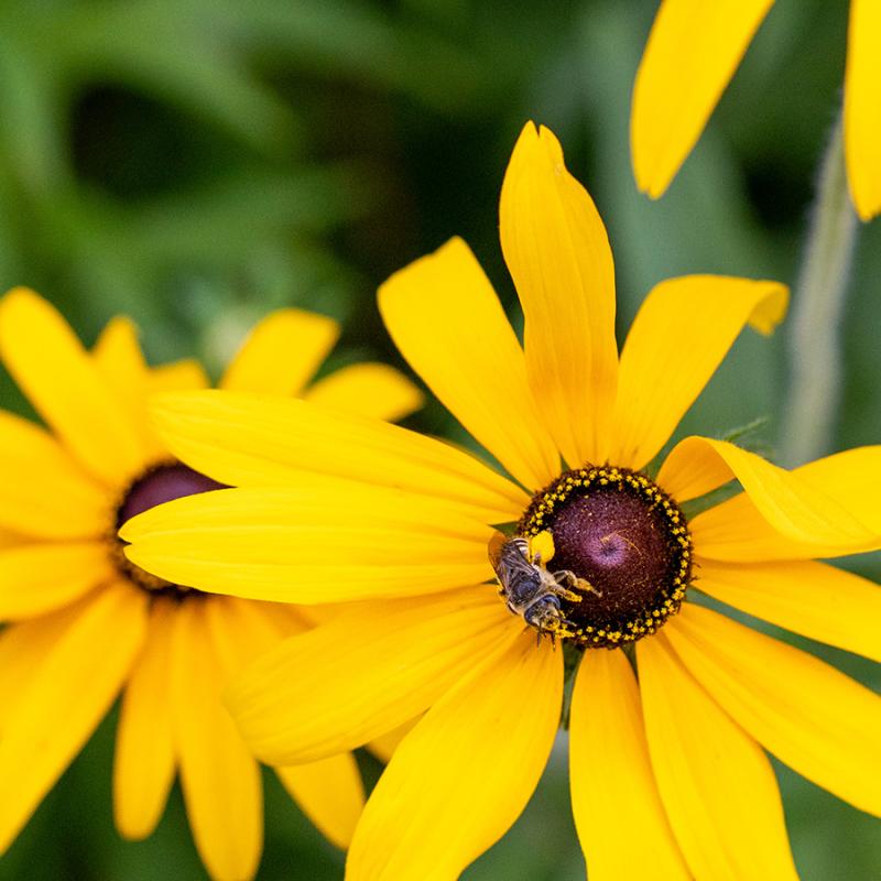 Bee collecting pollen from a bright yellow black-eyed Susan.