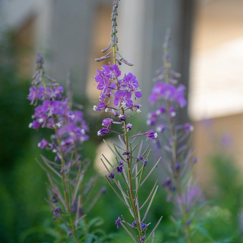 Purple wildflowers blooming in the Native Pollinator Garden.