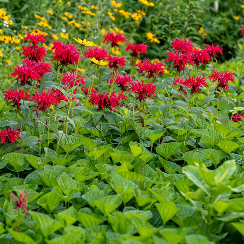 Red bee balm and yellow wildflowers growing among lush green foliage.